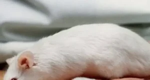 Yon sourit lage panik nan yon avyon nan peyi Nòvèj