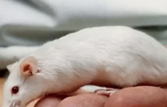 Yon sourit lage panik nan yon avyon nan peyi Nòvèj