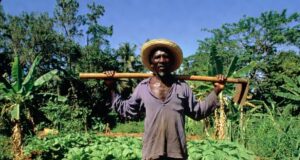 Plis pase 500 Òganizasyon denonse pwosesis rekolonizasyon Ayiti